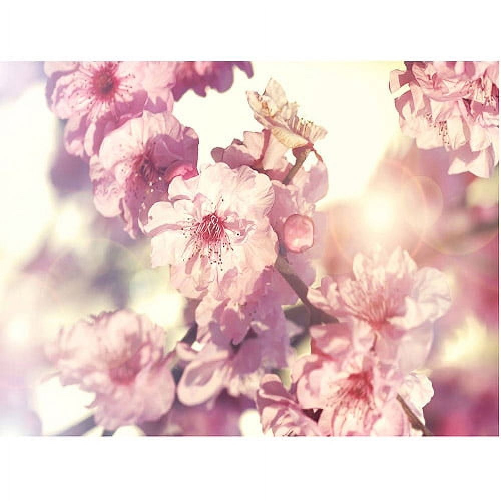 Trademark Fine Art "Spring Melody" Canvas Art by Beata Czyzowska