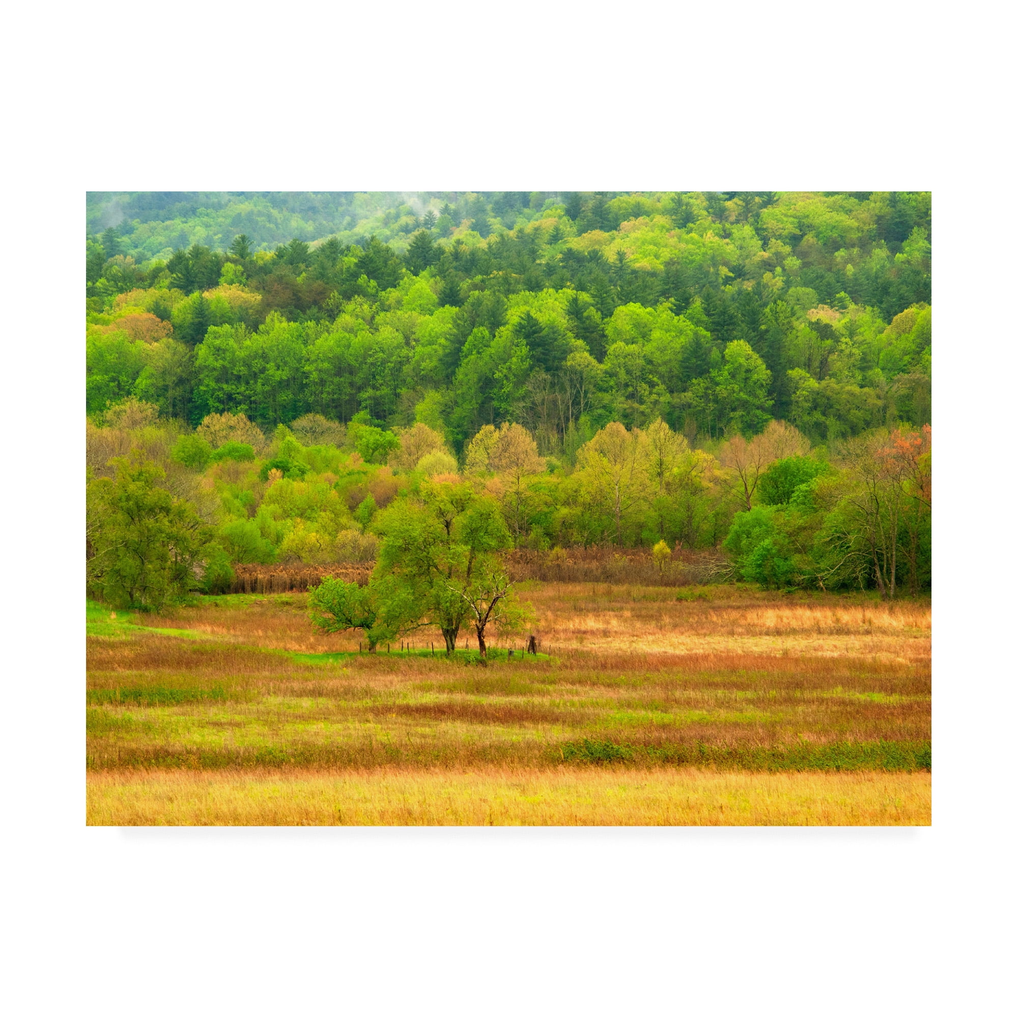 Trademark Fine Art 'Spring Trees' Canvas Art by David Hammond