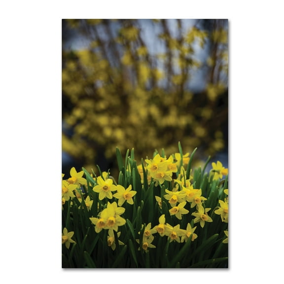 Trademark Fine Art 'Spring is Yellow Daffodils and Fosythia' Canvas Art by Kurt Shaffer