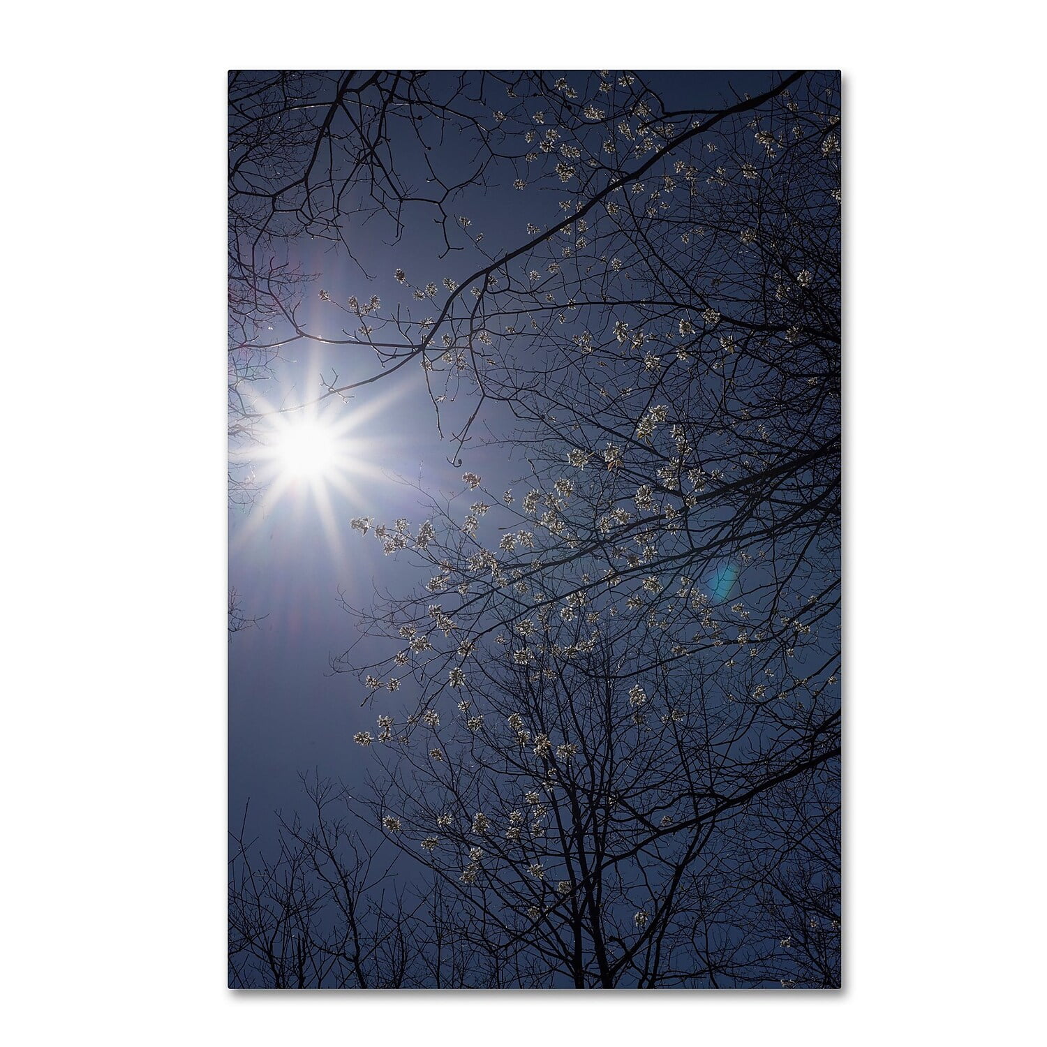 Trademark Fine Art "Springtime Sunshine" Canvas Art by Kurt Shaffer