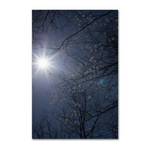 Trademark Fine Art "Springtime Sunshine" Canvas Art by Kurt Shaffer