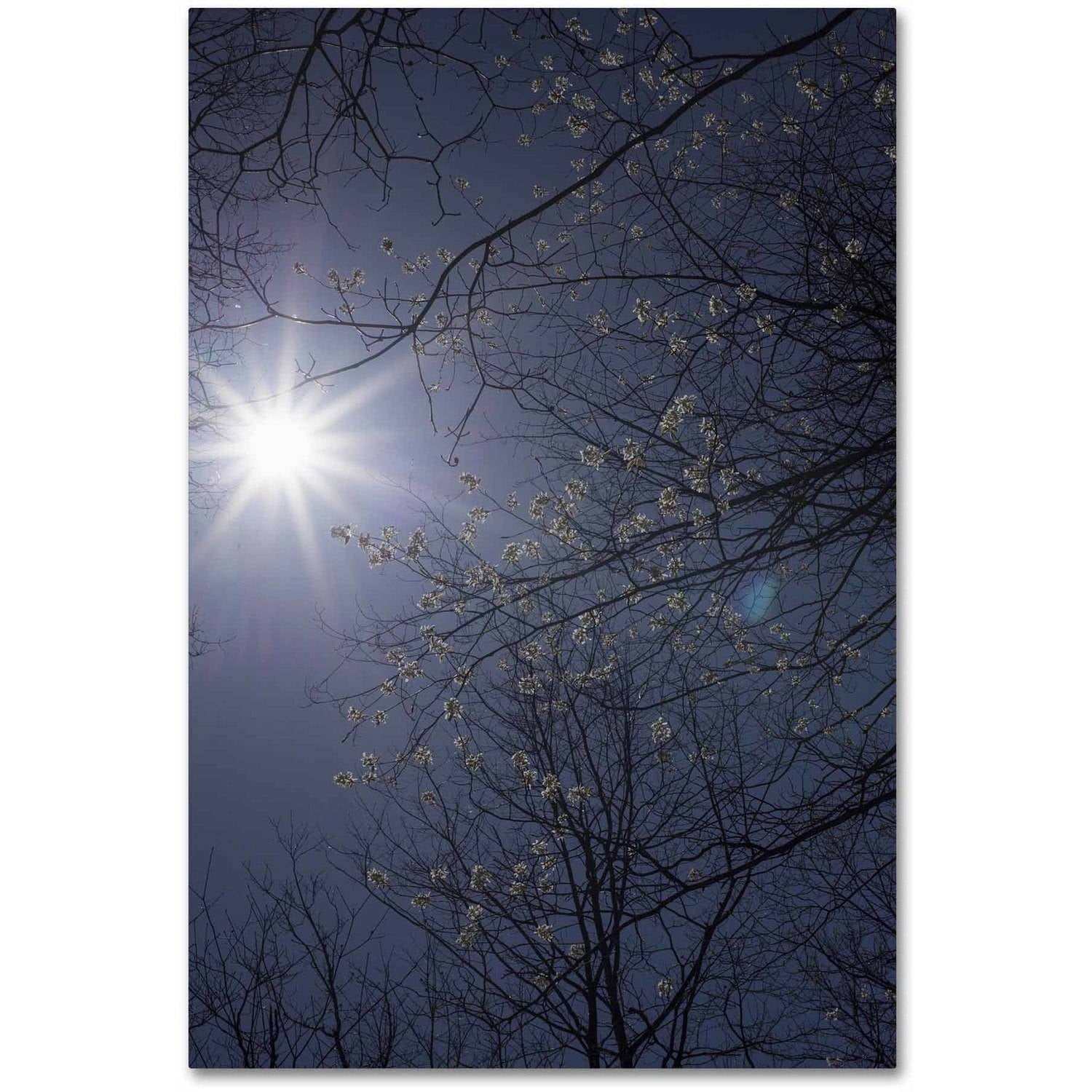 Trademark Fine Art "Springtime Sunshine" Canvas Art by Kurt Shaffer