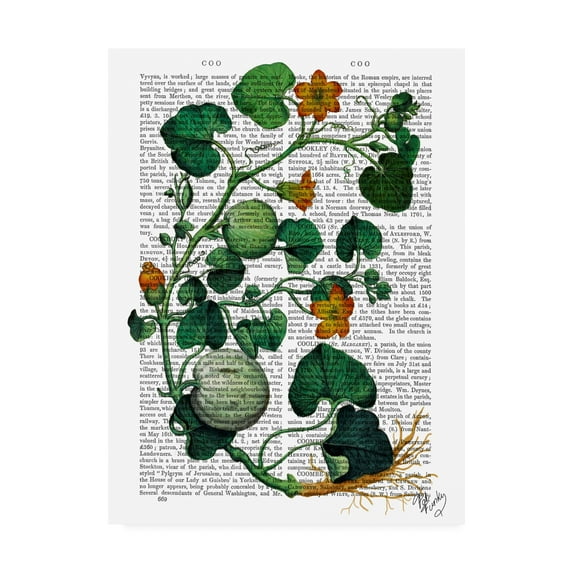 Trademark Fine Art 'Squash Vine 2' Canvas Art by Fab Funky
