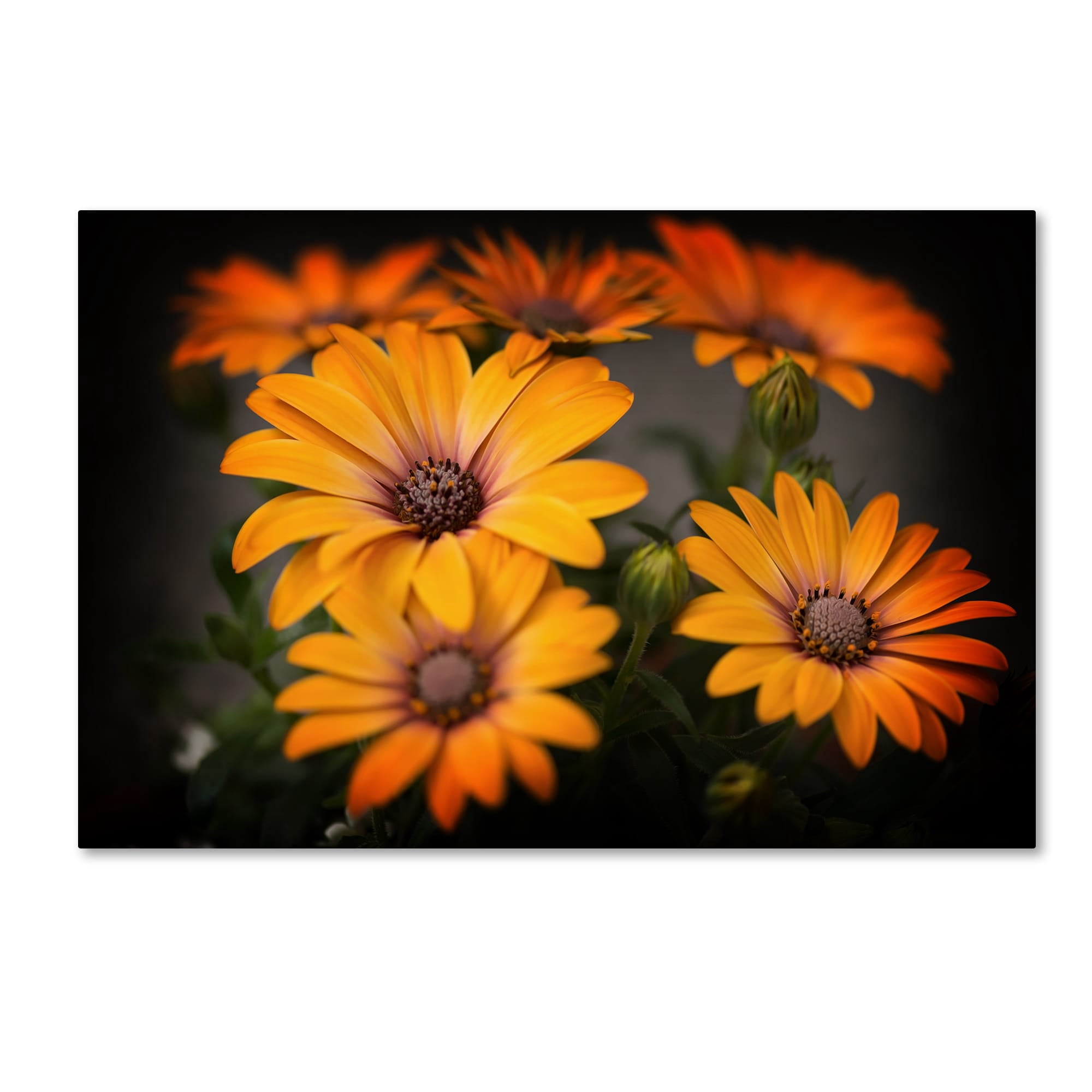 Trademark Fine Art "Stand Up" Canvas Art by Philippe Sainte-Laudy