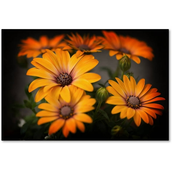 Trademark Fine Art "Stand Up" Canvas Art by Philippe Sainte-Laudy