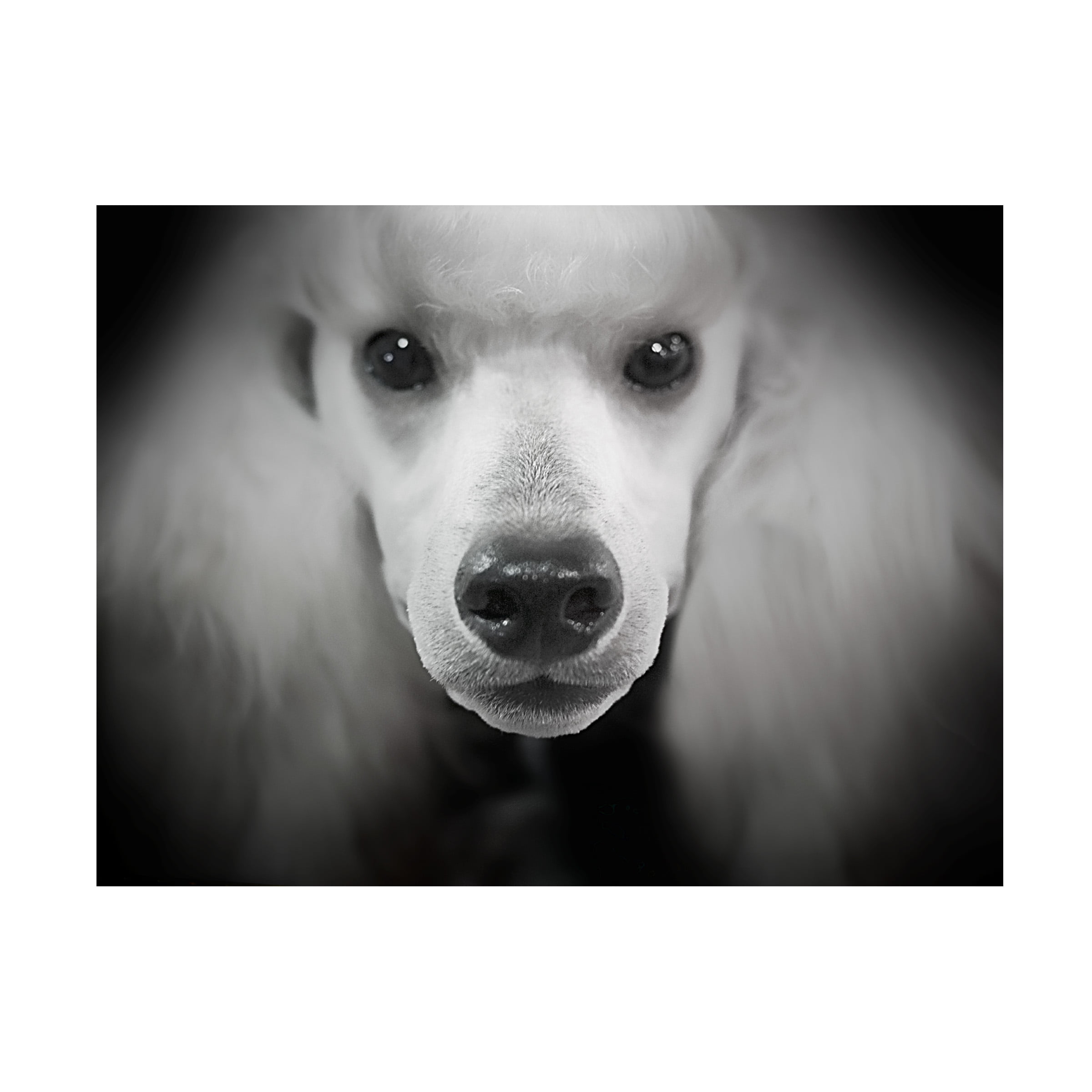 Trademark Fine Art 'Standard Poodle' Canvas Art by Lori Hutchison