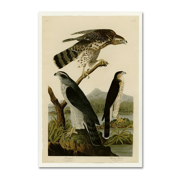 Trademark Fine Art 'Stanley Hawkplate 141' Canvas Art by Audubon