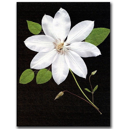 Trademark Fine Art "Star" Canvas Art by Kathie McCurdy