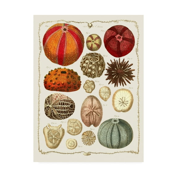 Trademark Fine Art 'Starfish and Sea Urchins b' Canvas Art by Fab Funky