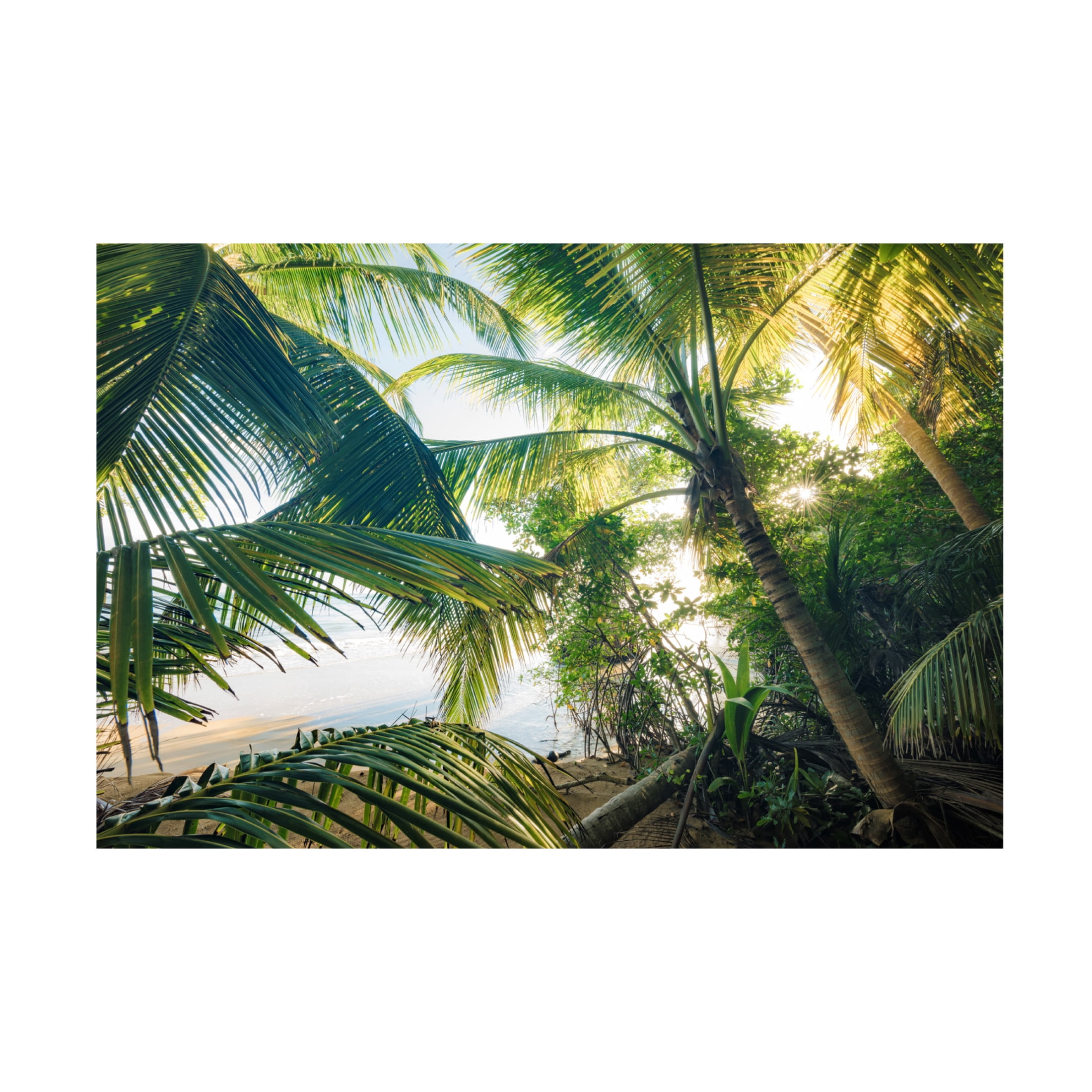 Trademark Fine Art Stefan Hefele  Hide under Palms Canvas Wall Art