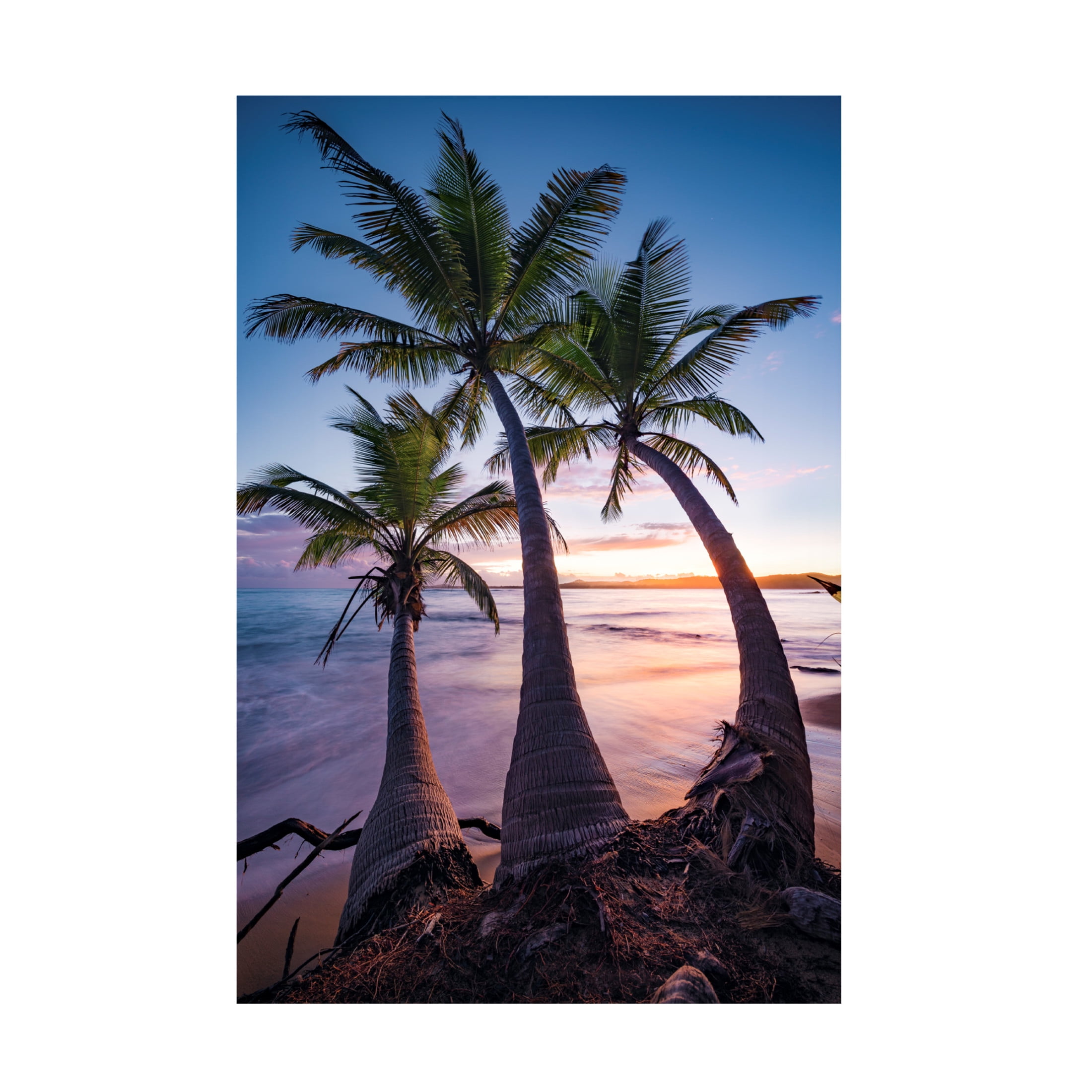 Trademark Fine Art Stefan Hefele Palmy Twilight Canvas Wall Art