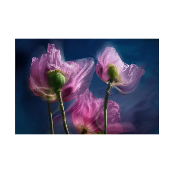 Trademark Fine Art Stephan Ruckert Poppies by the wayside Canvas Wall Art
