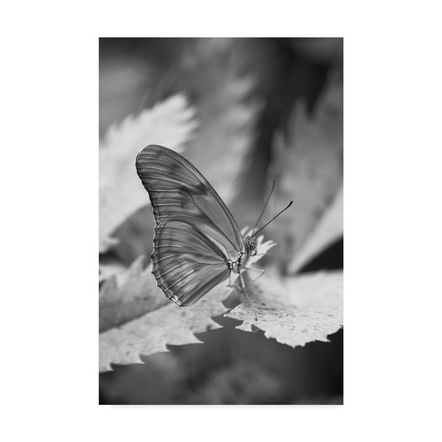Trademark Fine Art 'Still Butterfly' Canvas Art by Chris Moyer