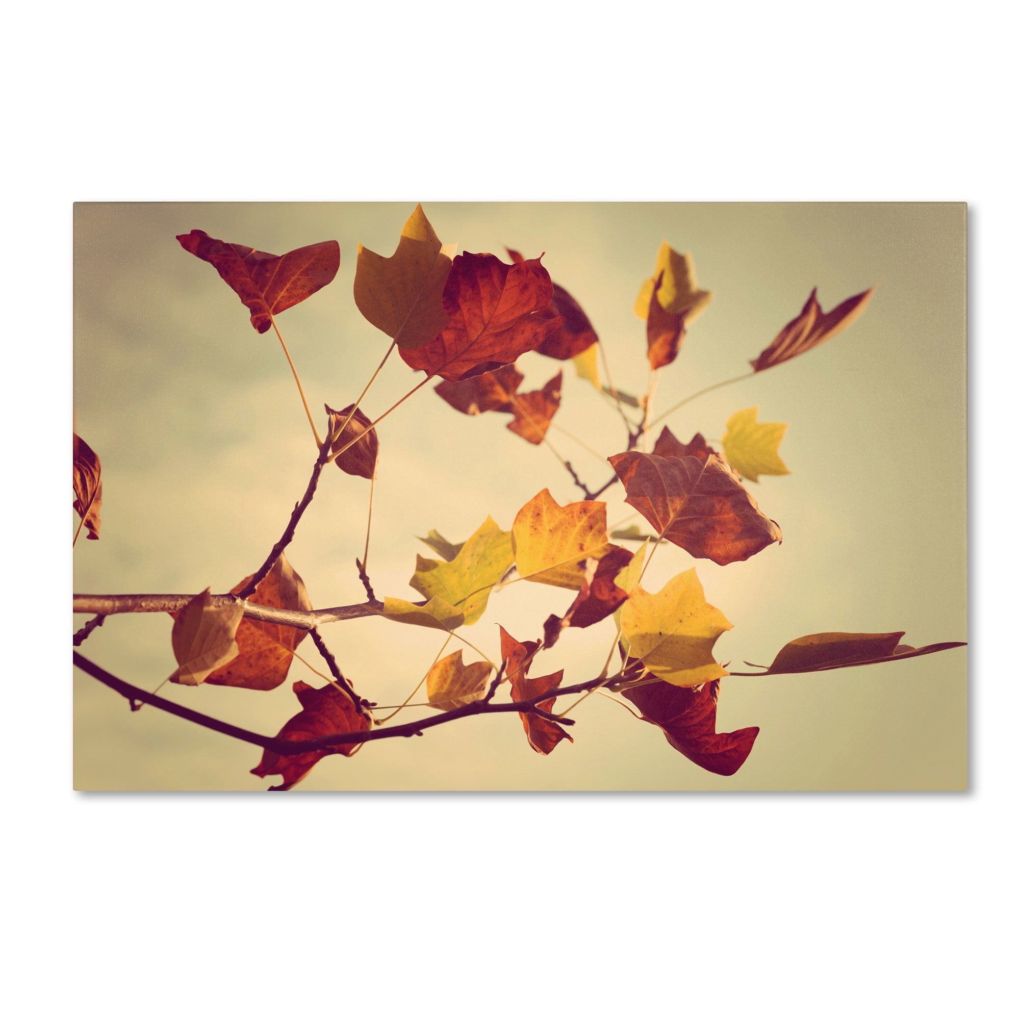 Trademark Fine Art "Still Fall" Canvas Art by Philippe Sainte-Laudy