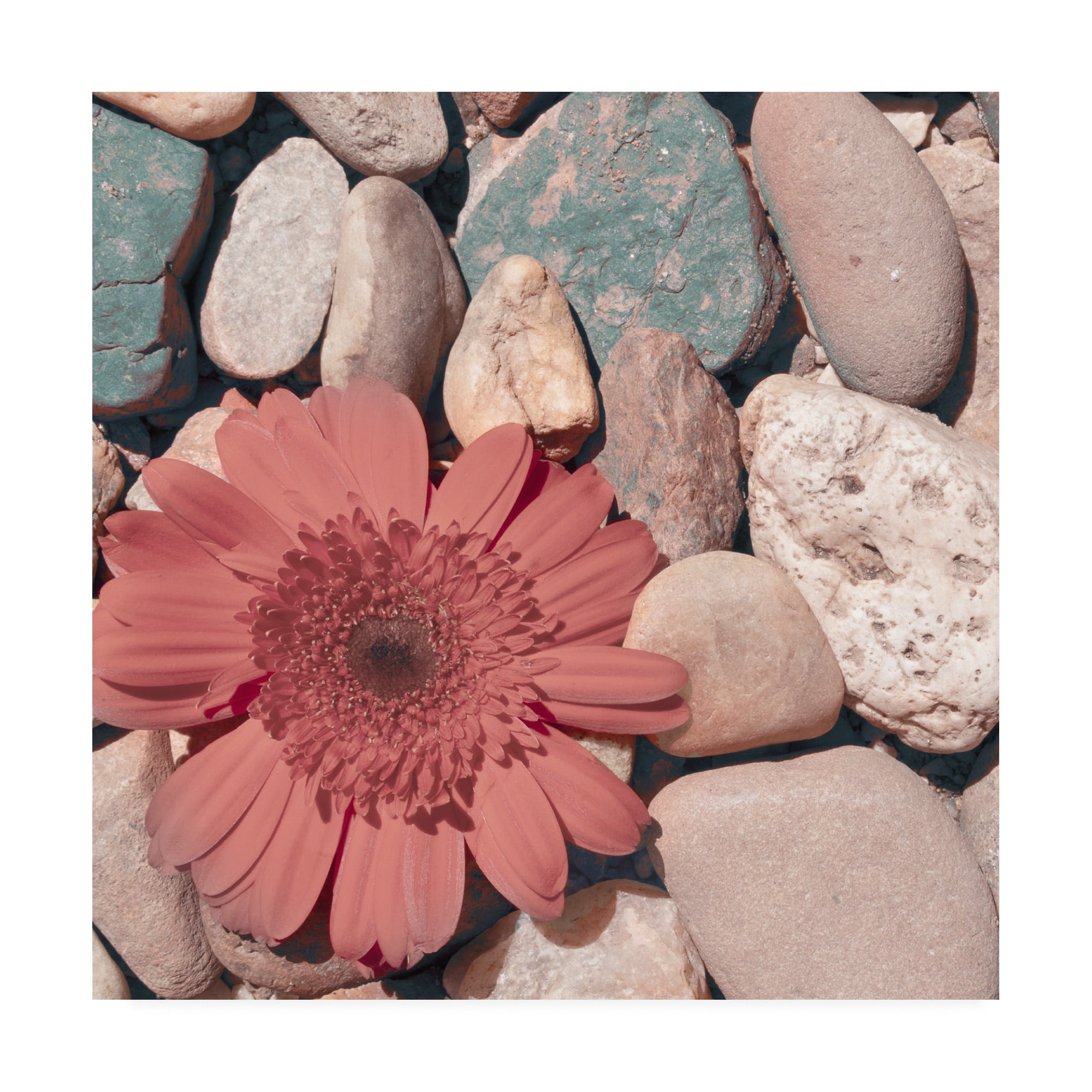 Trademark Fine Art 'Stone Crop I' Canvas Art by Jason Johnson
