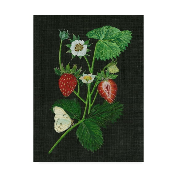Trademark Fine Art 'Strawberry Fields I' Canvas Art by Melissa Wang