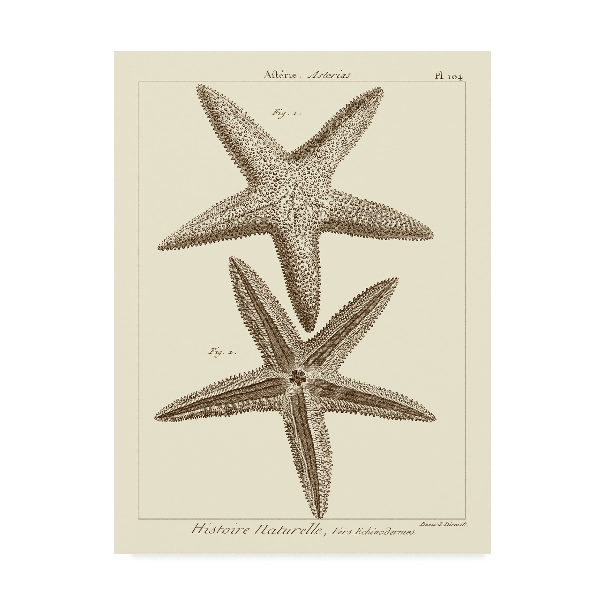 Trademark Fine Art 'Striking Starfish I' Canvas Art by Vision Studio