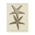 thumbnail image 1 of Trademark Fine Art 'Striking Starfish I' Canvas Art by Vision Studio, 1 of 4
