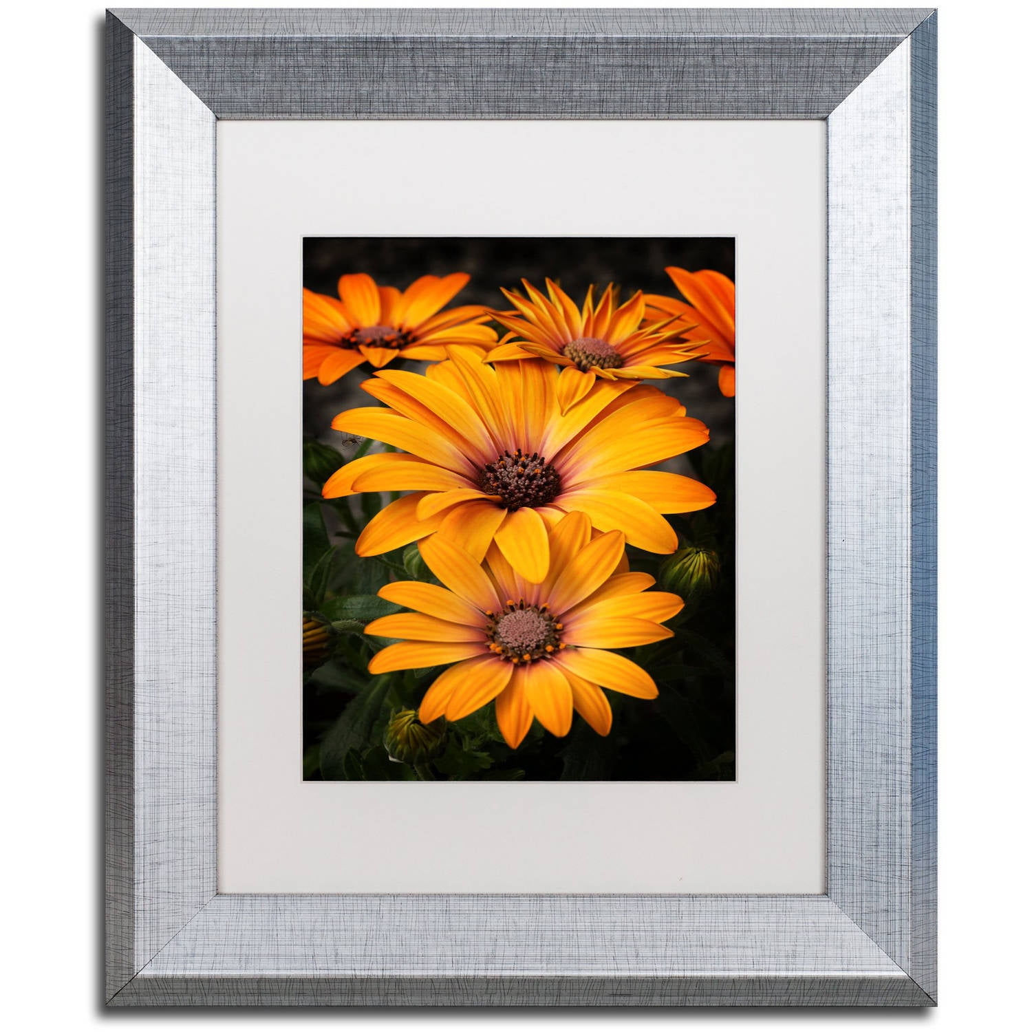 Trademark Fine Art "Stuck On You" Canvas Art by Philippe Sainte-Laudy, White Matte, Silver Frame