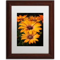 Trademark Fine Art "Stuck On You" Canvas Art by Philippe Sainte-Laudy, White Matte, Wood Frame