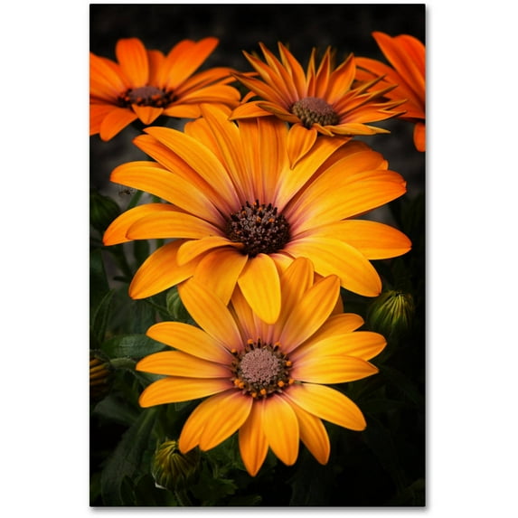 Trademark Fine Art "Stuck On You" Canvas Art by Philippe Sainte-Laudy