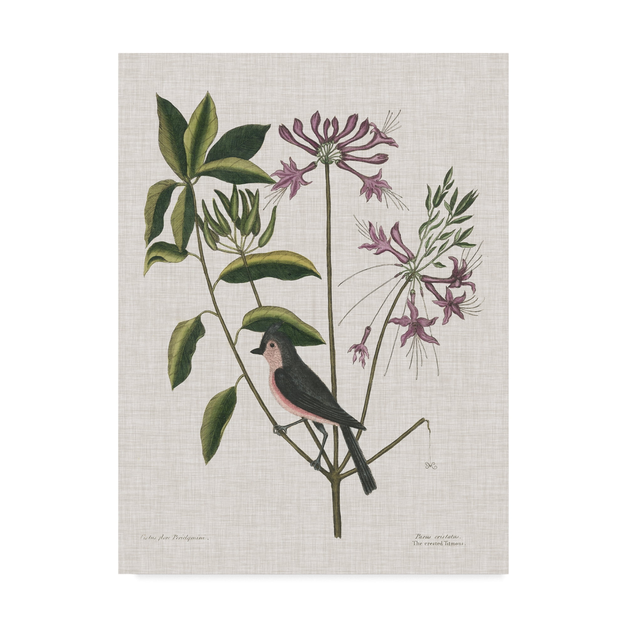 Trademark Fine Art 'Studies in Nature I' Canvas Art by Mark Catesby