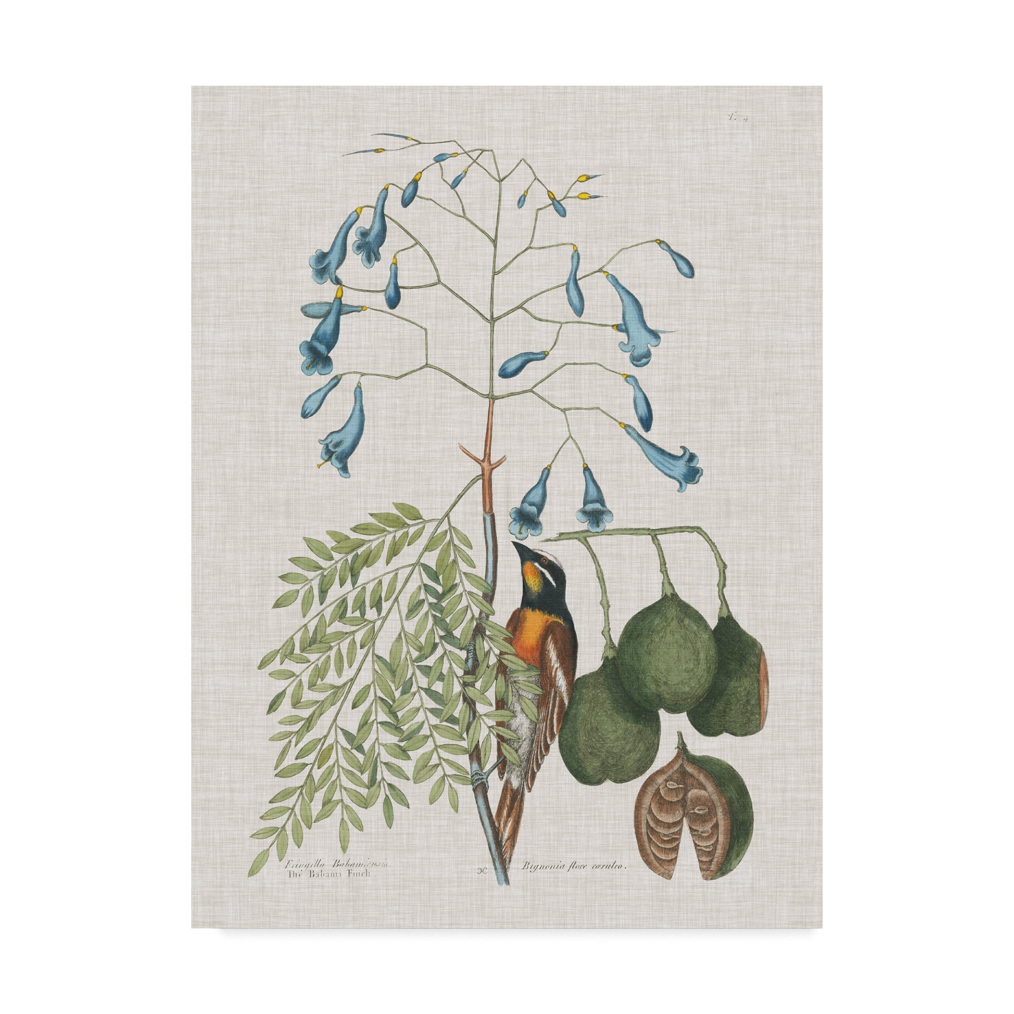 Trademark Fine Art 'Studies in Nature II' Canvas Art by Mark Catesby