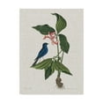 thumbnail image 1 of Trademark Fine Art 'Studies in Nature III' Canvas Art by Mark Catesby, 1 of 4