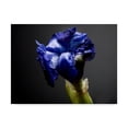 thumbnail image 1 of Trademark Fine Art 'Studio Flowers I' Canvas Art by James McLoughlin, 1 of 4