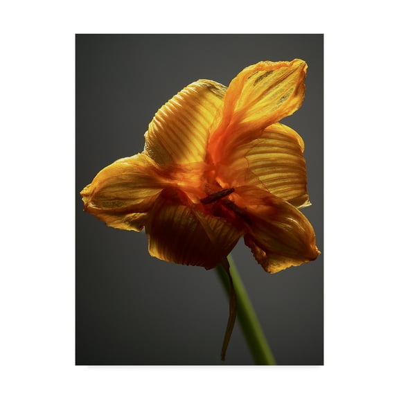 Trademark Fine Art 'Studio Flowers XI' Canvas Art by James McLoughlin