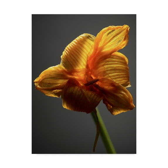Trademark Fine Art 'Studio Flowers XI' Canvas Art by James McLoughlin