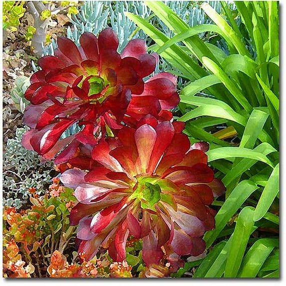 Trademark Fine Art "Succulent Garden" Canvas Wall Art by Amy Vangsgard