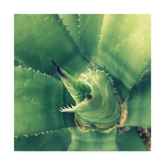 Trademark Fine Art 'Succulent II' Canvas Art by Lillian Bell