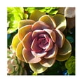 thumbnail image 1 of Trademark Fine Art "Succulent Pond VI" Canvas Wall Art by Amy Vangsgard, 1 of 4