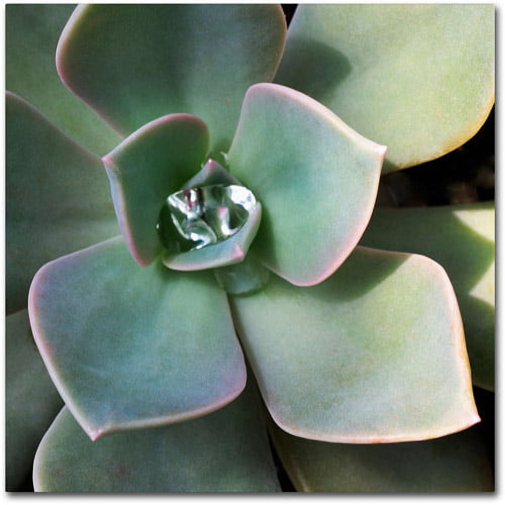 Trademark Fine Art "Succulent Rain Drop" Canvas Wall Art by Kurt Shaffer