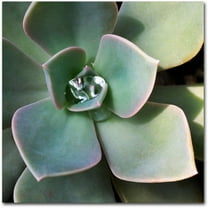 Trademark Fine Art "Succulent Rain Drop" Canvas Wall Art by Kurt Shaffer