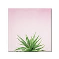 thumbnail image 1 of Trademark Fine Art 'Succulent Simplicity I on Pink' Canvas Art by Felicity Bradley, 1 of 3