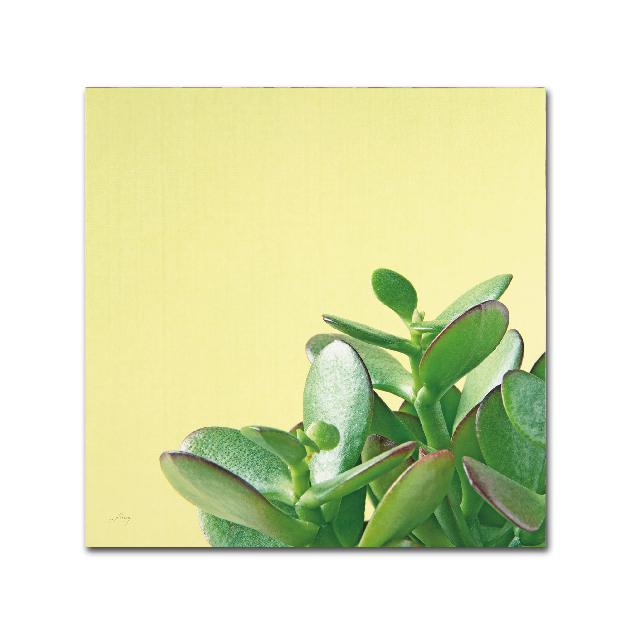 Trademark Fine Art 'Succulent Simplicity IV' Canvas Art by Felicity Bradley