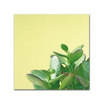 Trademark Fine Art 'Succulent Simplicity IV' Canvas Art by Felicity Bradley