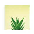 thumbnail image 1 of Trademark Fine Art 'Succulent Simplicity V' Canvas Art by Felicity Bradley, 1 of 3