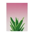 thumbnail image 1 of Trademark Fine Art 'Succulent Simplicity V Pink Ombre Crop' Canvas Art by Felicity Bradley, 1 of 3