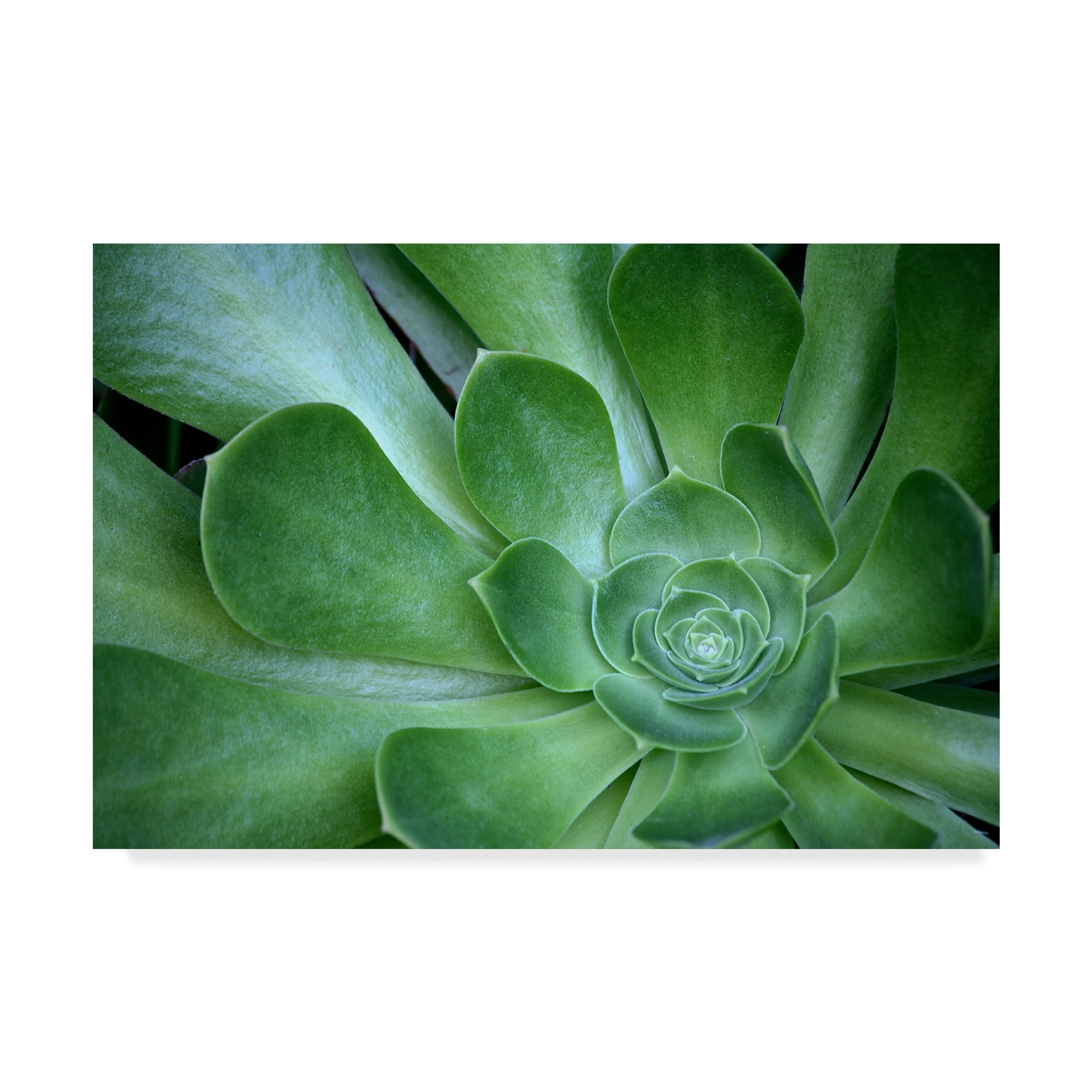 Green and Turquoise Succulent Close-Up Canvas Print, 16 x 24
