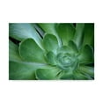 thumbnail image 1 of Trademark Fine Art 'Succulent Up Close' Canvas Art by American School, 1 of 4