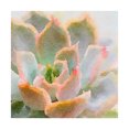 thumbnail image 1 of Trademark Fine Art 'Succulent XI' Canvas Art by Vicki Gladle Bolick, 1 of 3