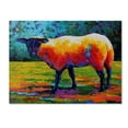 thumbnail image 1 of Trademark Fine Art 'Suffolk Ewe III' Canvas Art by Marion Rose, 1 of 3