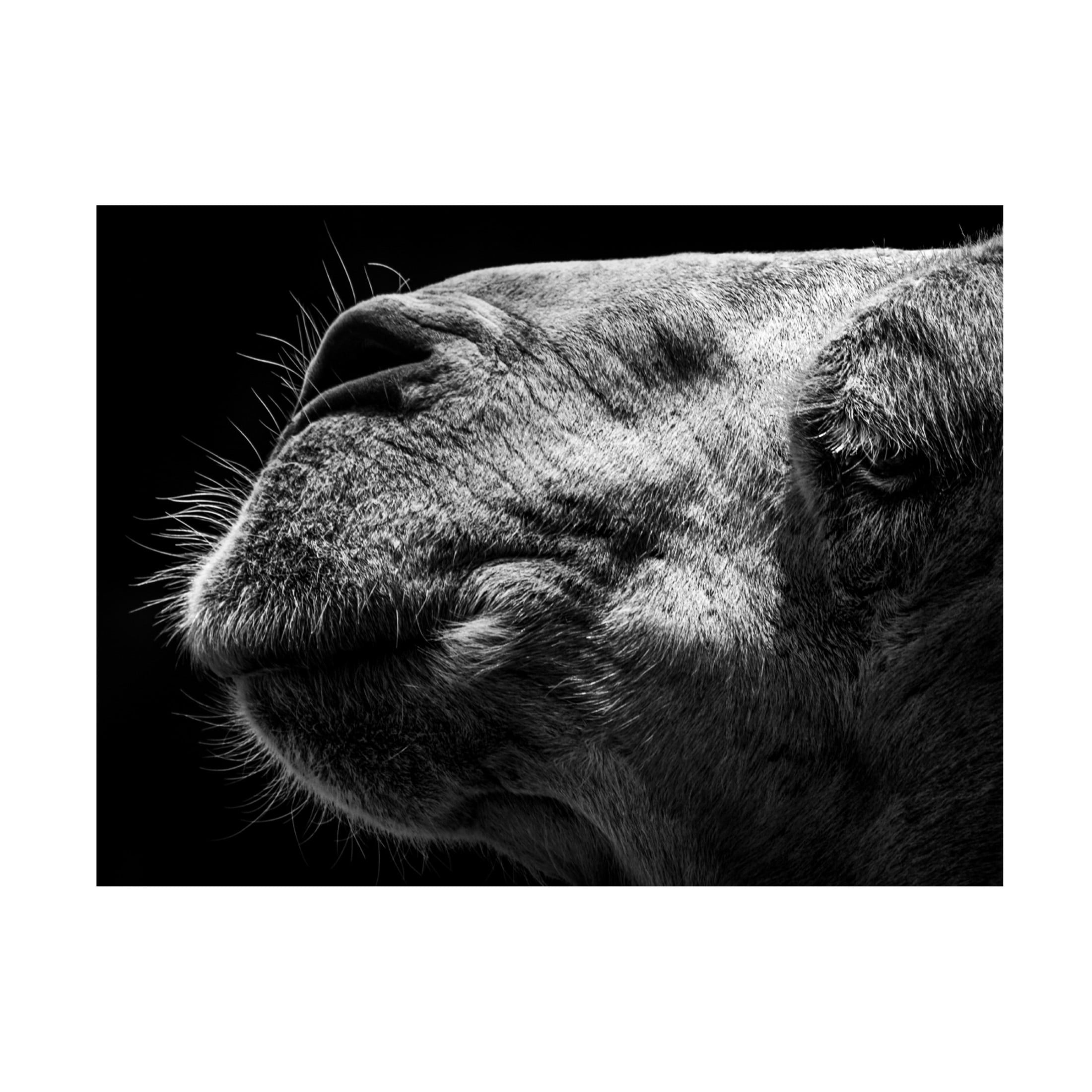 Trademark Fine Art Sultan Camel Canvas Wall Art