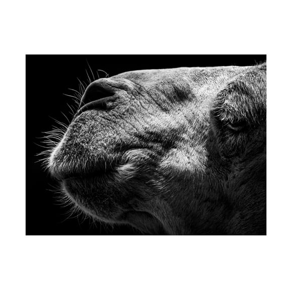 Trademark Fine Art Sultan Camel Canvas Wall Art