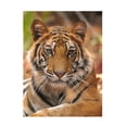 thumbnail image 1 of Trademark Fine Art Sumangal Sethi The Tiger Portrait Canvas Wall Art, 1 of 4