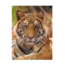 Trademark Fine Art Sumangal Sethi The Tiger Portrait Canvas Wall Art