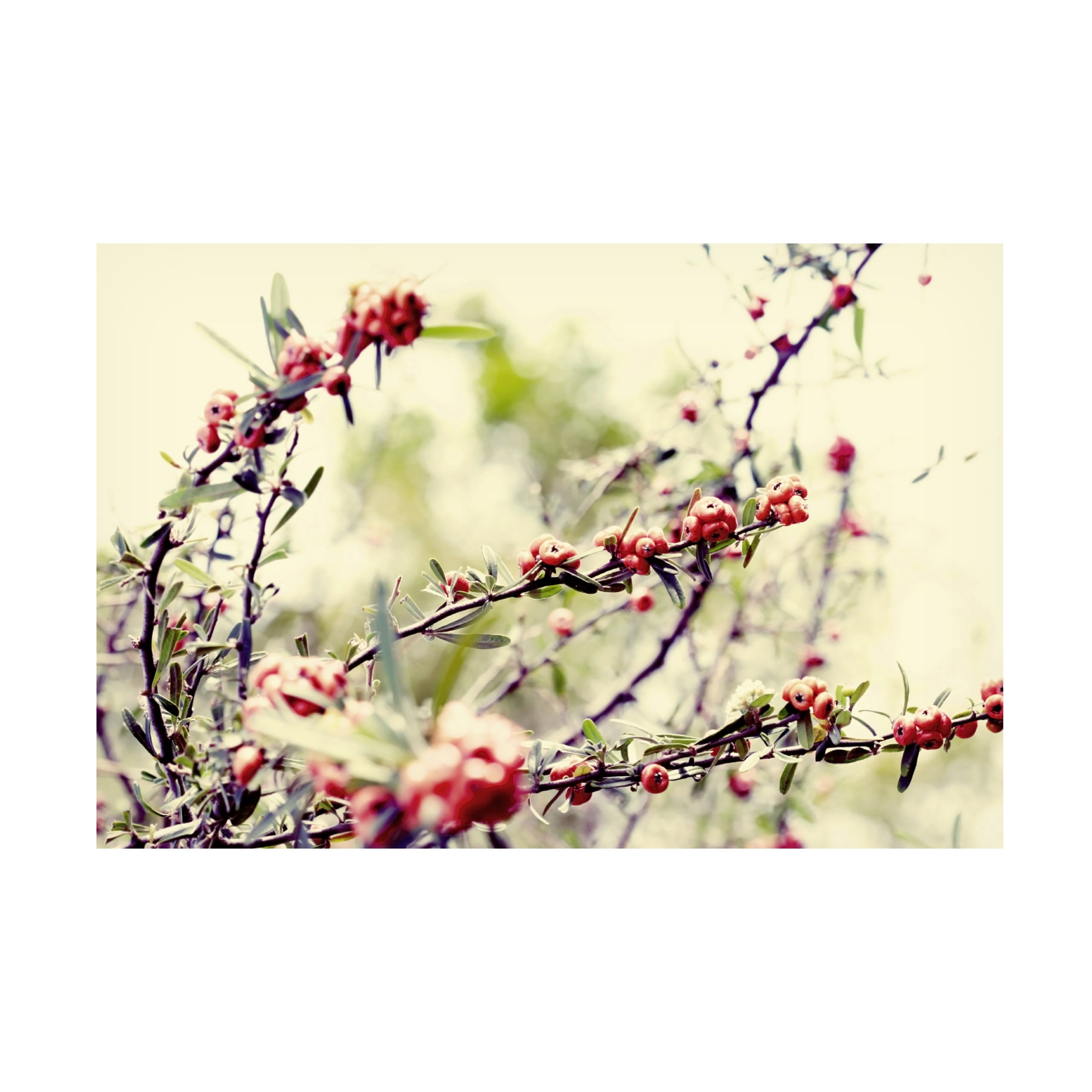 Trademark Fine Art "Summer Melody" Canvas Art by Beata Czyzowska Young